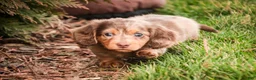 Miniature Dachshund dogs for sale: Simba - Ad 5