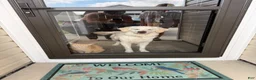Golden Retriever dogs for sale: Golden Retriever 1 - Ad 4