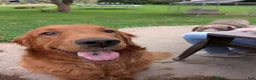 Golden Retriever dogs for sale: Maizey - Ad 9