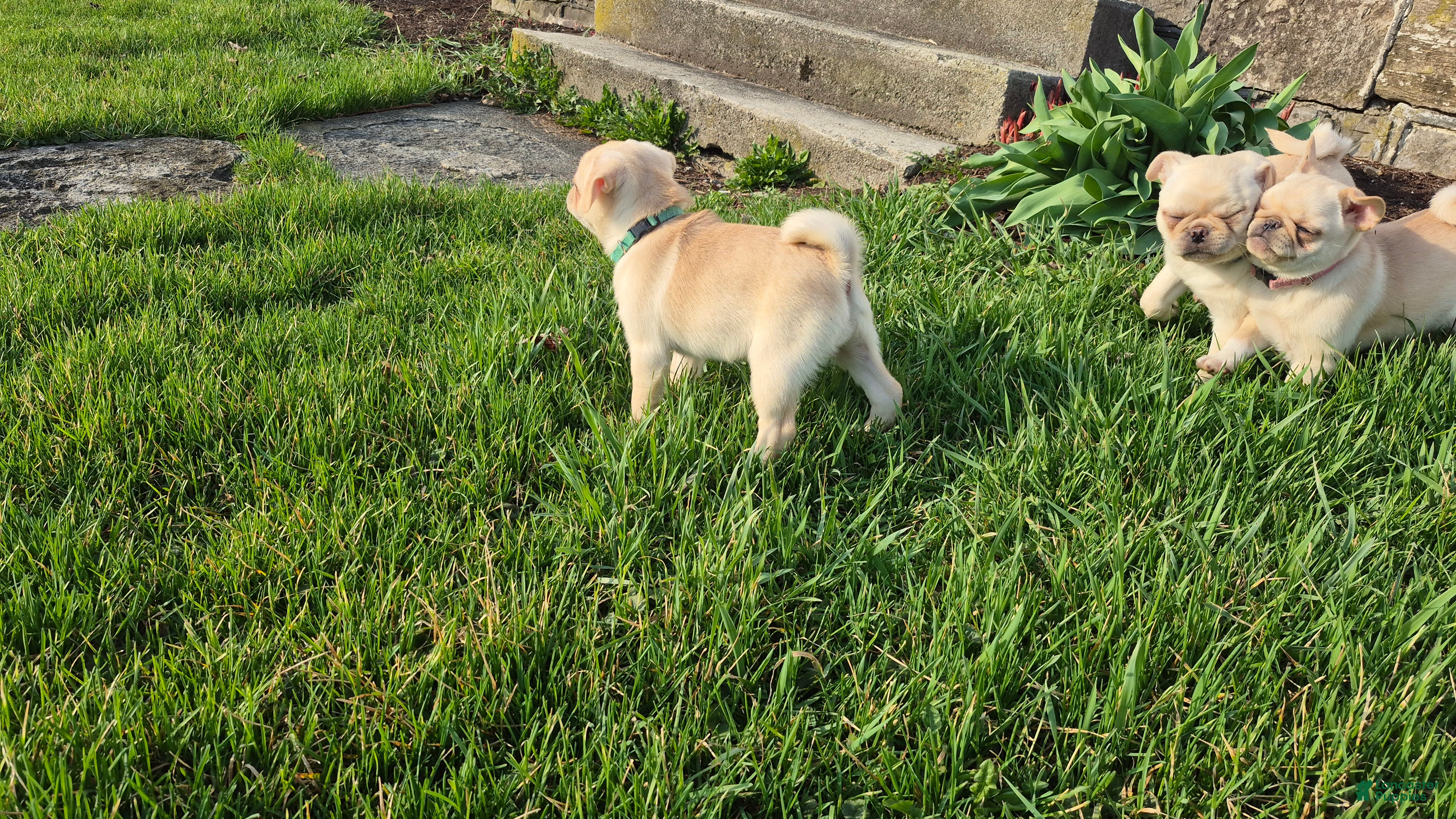 Pug dogs Bailey - Ad 1