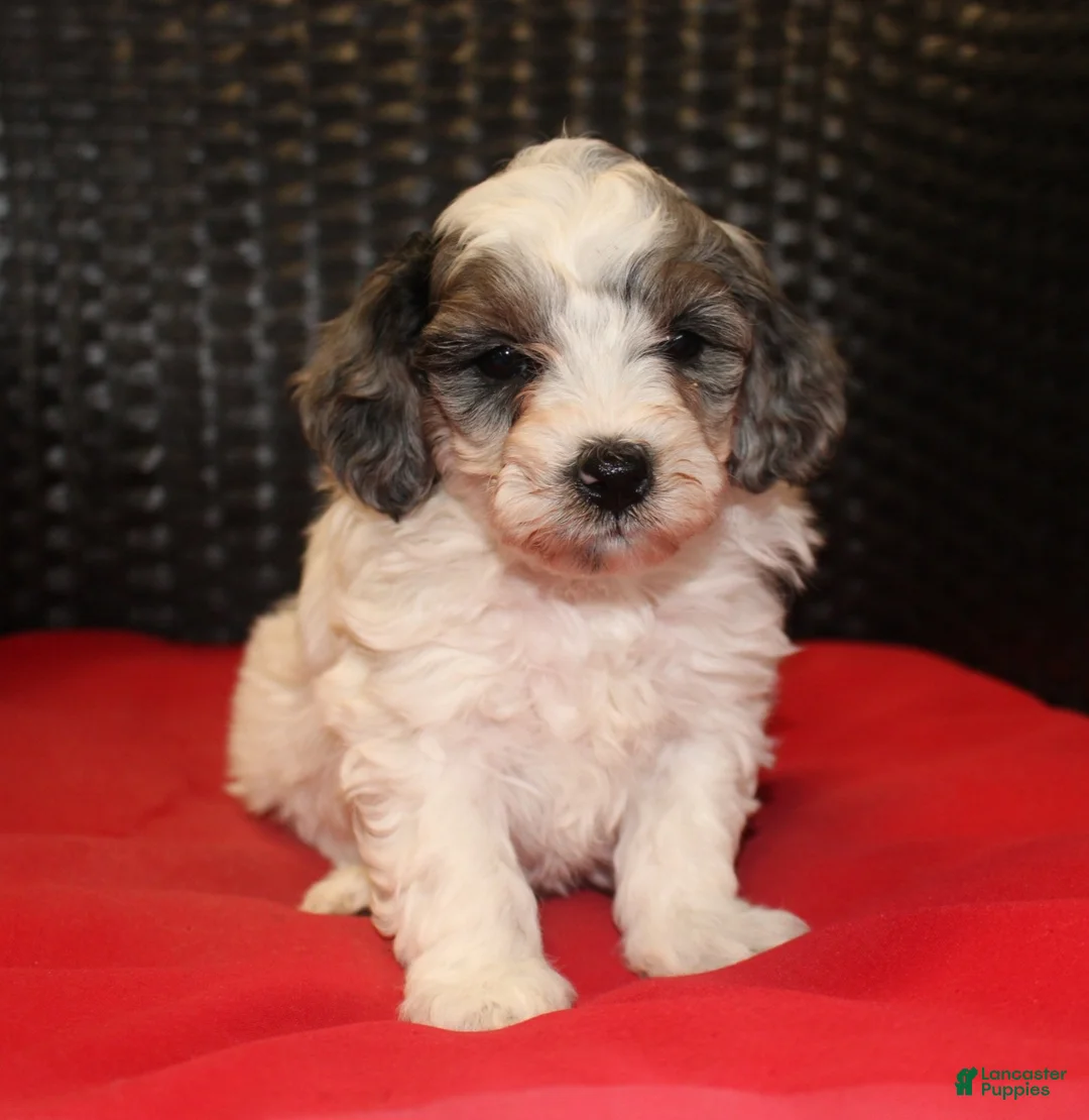 Mini Goldendoodle dogs for sale: Rascal - Ad 2