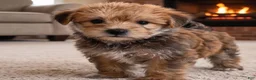 Morkie dogs for sale: Jasper - Ad 1