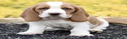 Basset Hound dogs for sale: Lora  - Ad 3