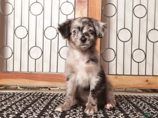 Mixed Breed dogs Ziggy Male Merle Toy Aussie Poo - Ad 7