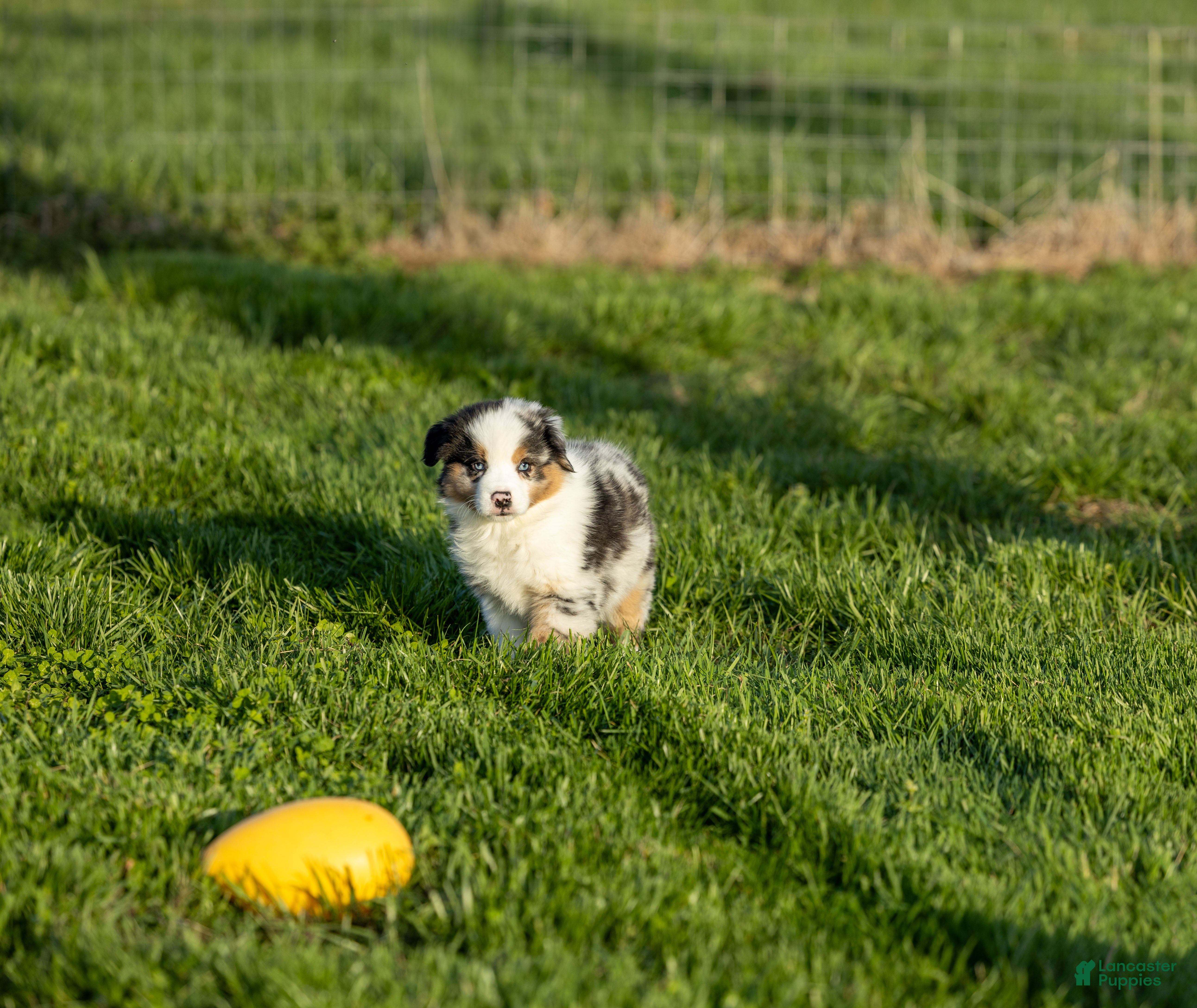 Miniature Australian Shepherd dogs Pop Miniature Australian Shepherd Puppy  - Ad 1