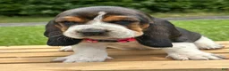Basset Hound dogs for sale: Annabelle - Ad 5