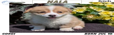 Nala