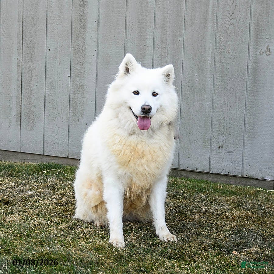 Samoyed dogs Serena  - Ad 4