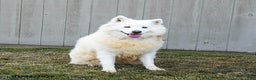 Samoyed dogs for sale: Serena  - Ad 1