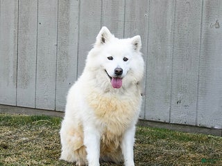 Samoyed dogs Serena - Ad 4