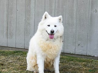 Samoyed dogs Serena - Ad 7