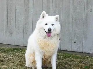 Samoyed dogs Serena - Ad 14
