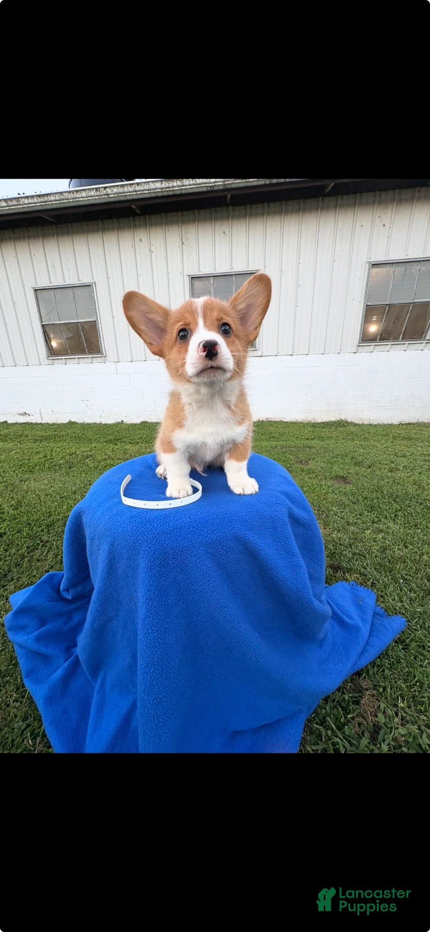 Welsh Corgi Pembroke dogs Bandit - Ad 1