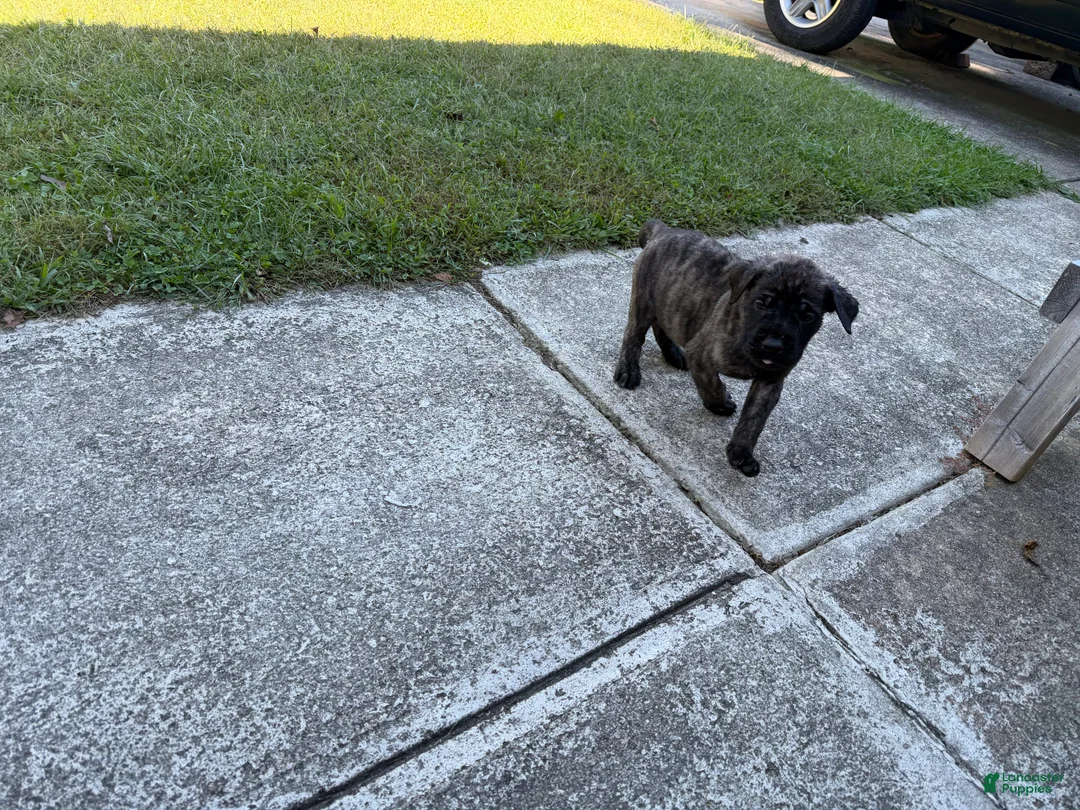 English Mastiff dogs for sale: Mishka (minnie) - Ad 2