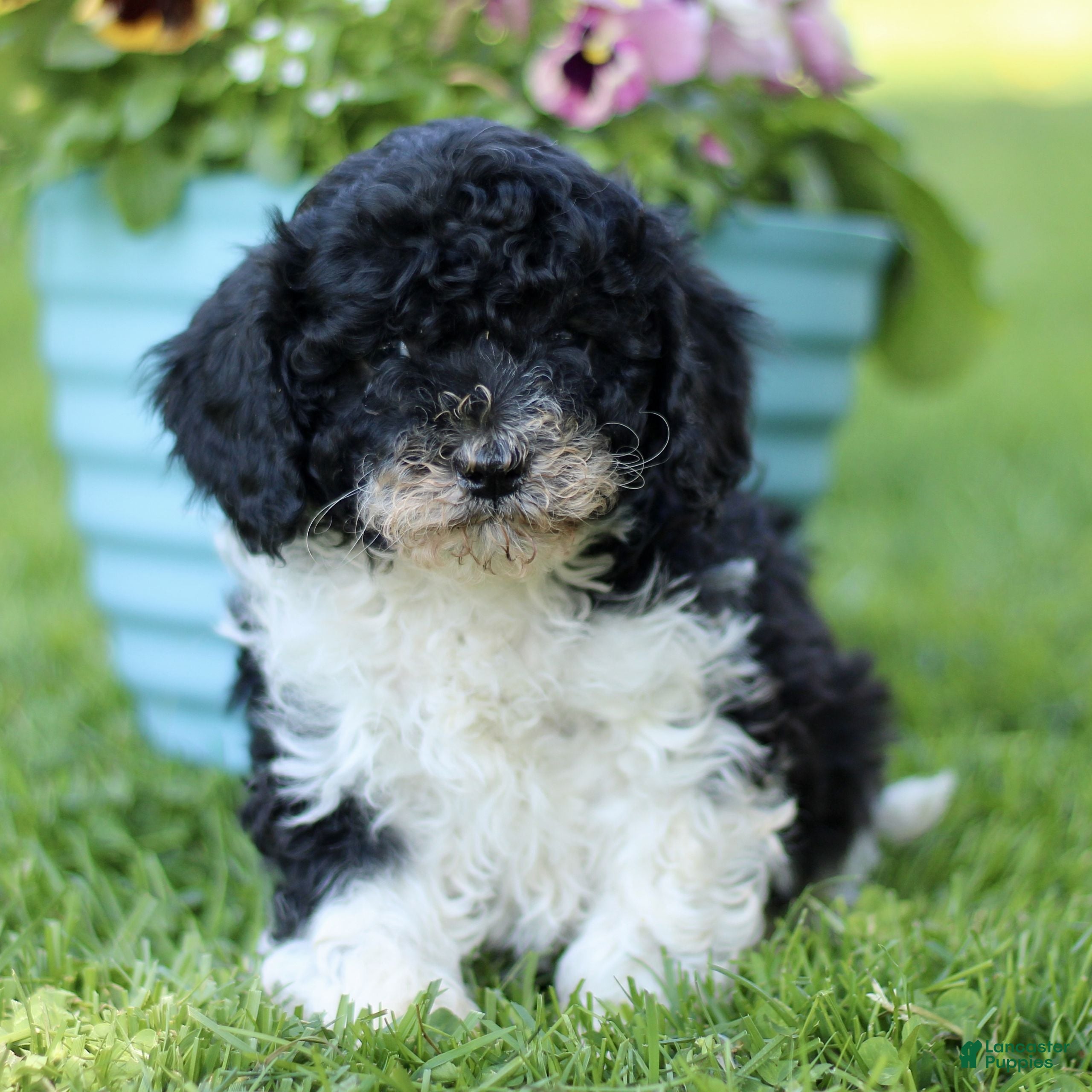 Cavapoo dogs for sale: Logan  - Ad 2