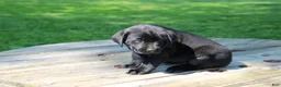 Labrador Retriever dogs for sale: Landy - Ad 4