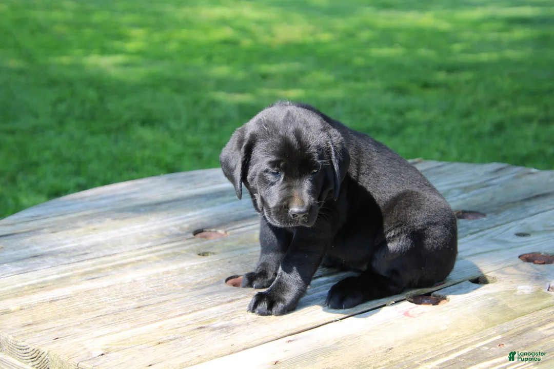 Labrador Retriever dogs for sale: Landy - Ad 4