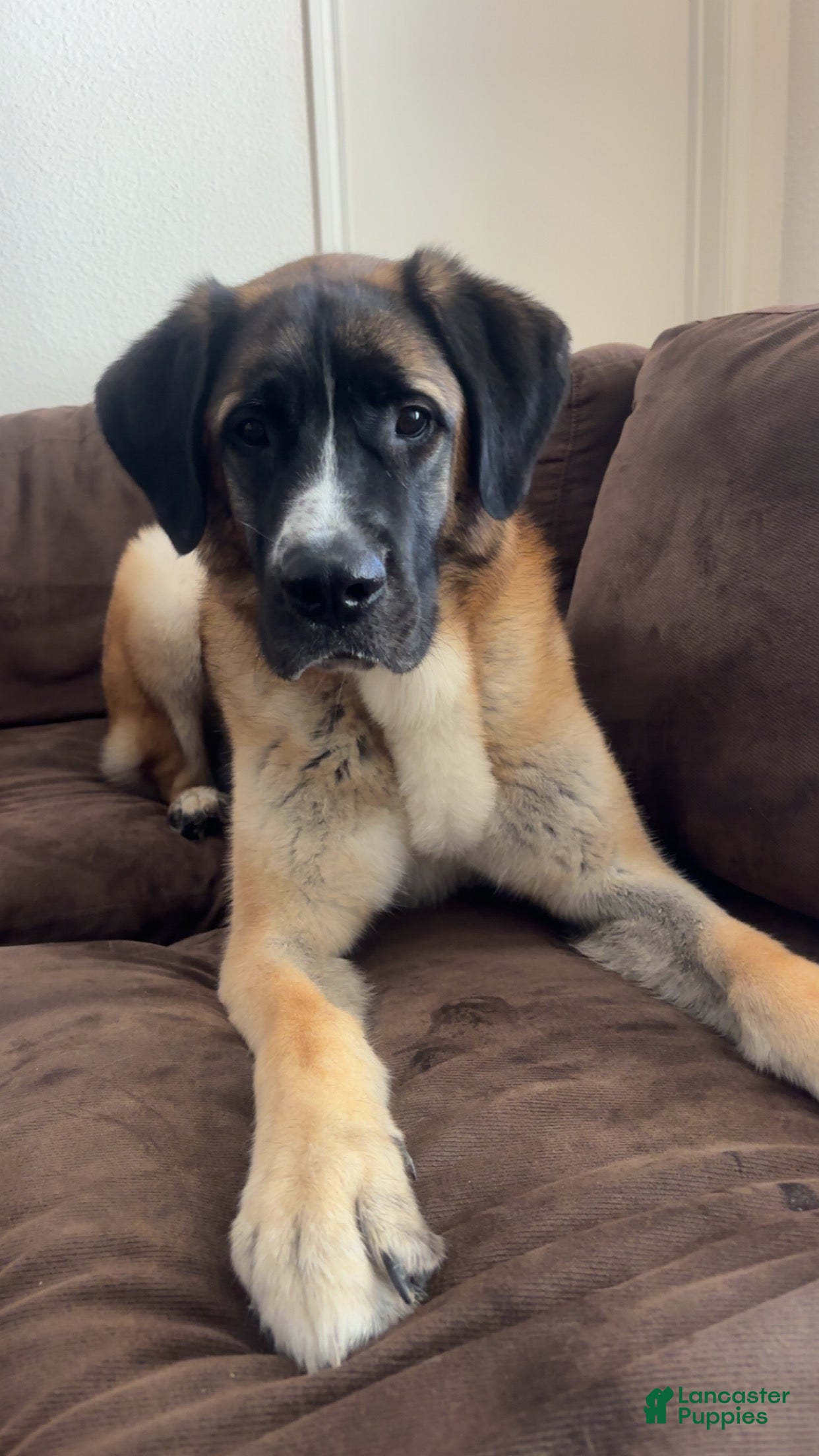 Mixed Breed dogs Mixed Breed Puppy 1 - Ad 12