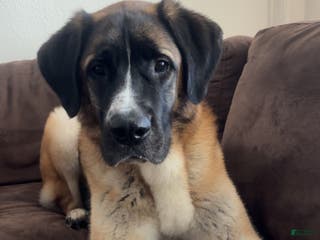 Mixed Breed dogs Mixed Breed Puppy 1 - Ad 30