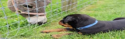 Rottweiler dogs for sale: Knox - Ad 7