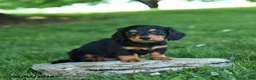 Miniature Dachshund dogs for sale: Sherbet - Ad 3