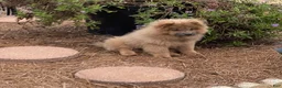 Chow Chow dogs for sale: Chow Chow 1 - Ad 5