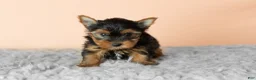 Yorkshire Terrier dogs for sale: Jasper  - Ad 3