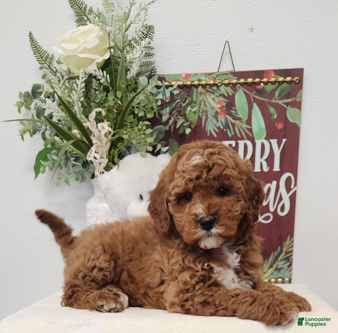 Mini Goldendoodle dogs for sale: Felicity  - Ad 1