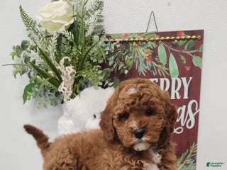 Mini Goldendoodle dogs Felicity - Ad 16