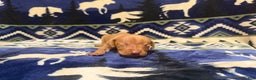 Vizsla dogs for sale: Vizsla Male 1 - Ad 1