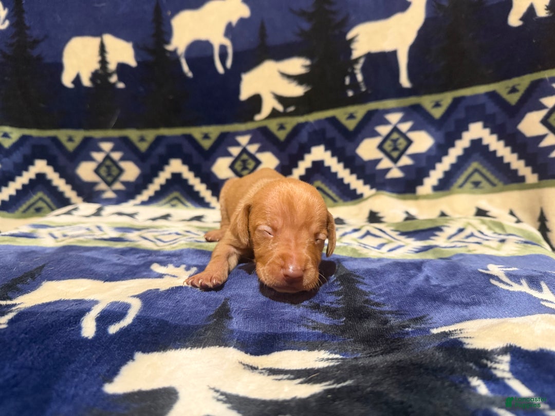 Vizsla dogs for sale: Vizsla Male 1 - Ad 1