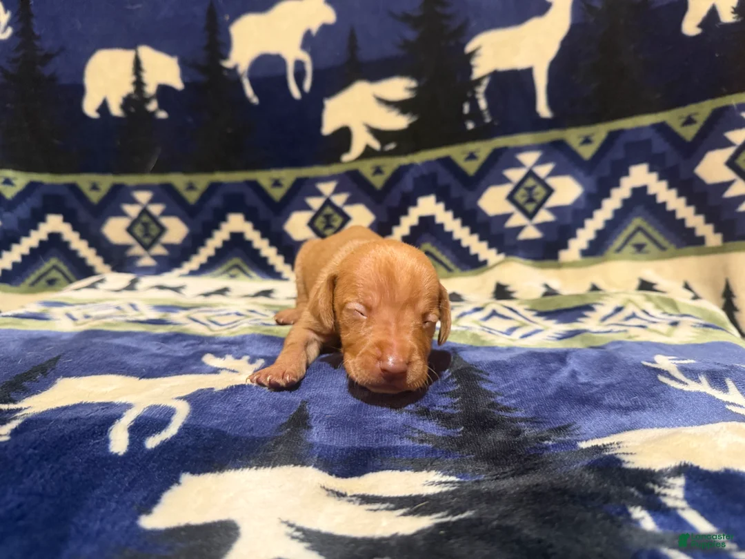 Vizsla dogs for sale: Black Male - Ad 9