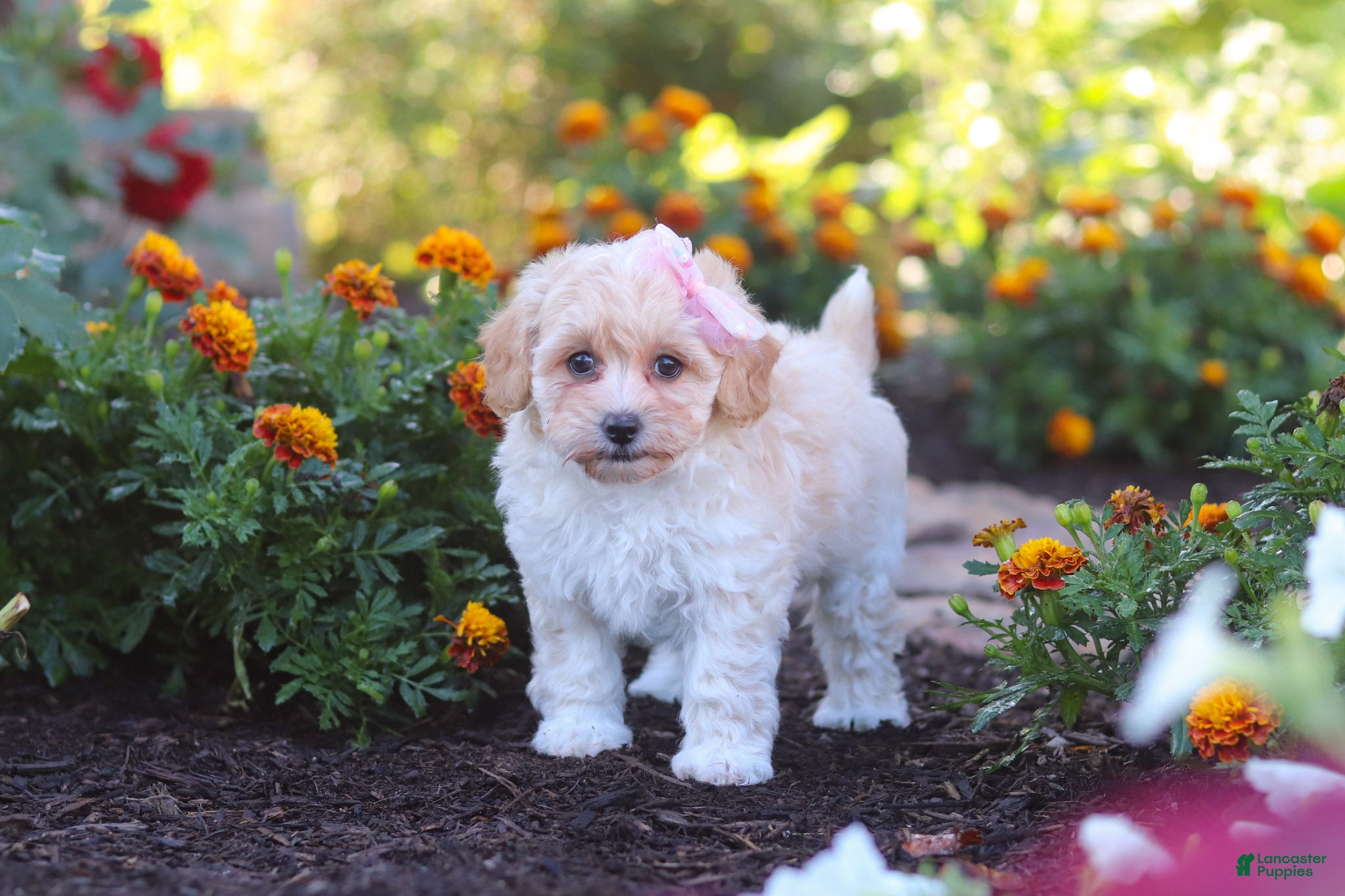 Havapoo dogs Nicole - Ad 1