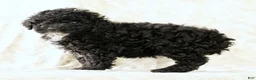 Miniature Poodle dogs for sale: Flower - Ad 6