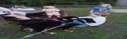 Bernese Mountain Dog dogs for sale: Bernese Mountain Dog 2 - Ad 51