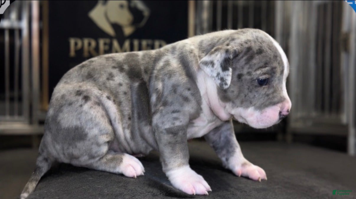 American Bully dogs Lotto - Ad 1