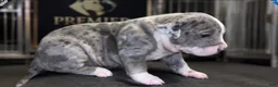 American Bully dogs for sale: Lotto - Ad 1