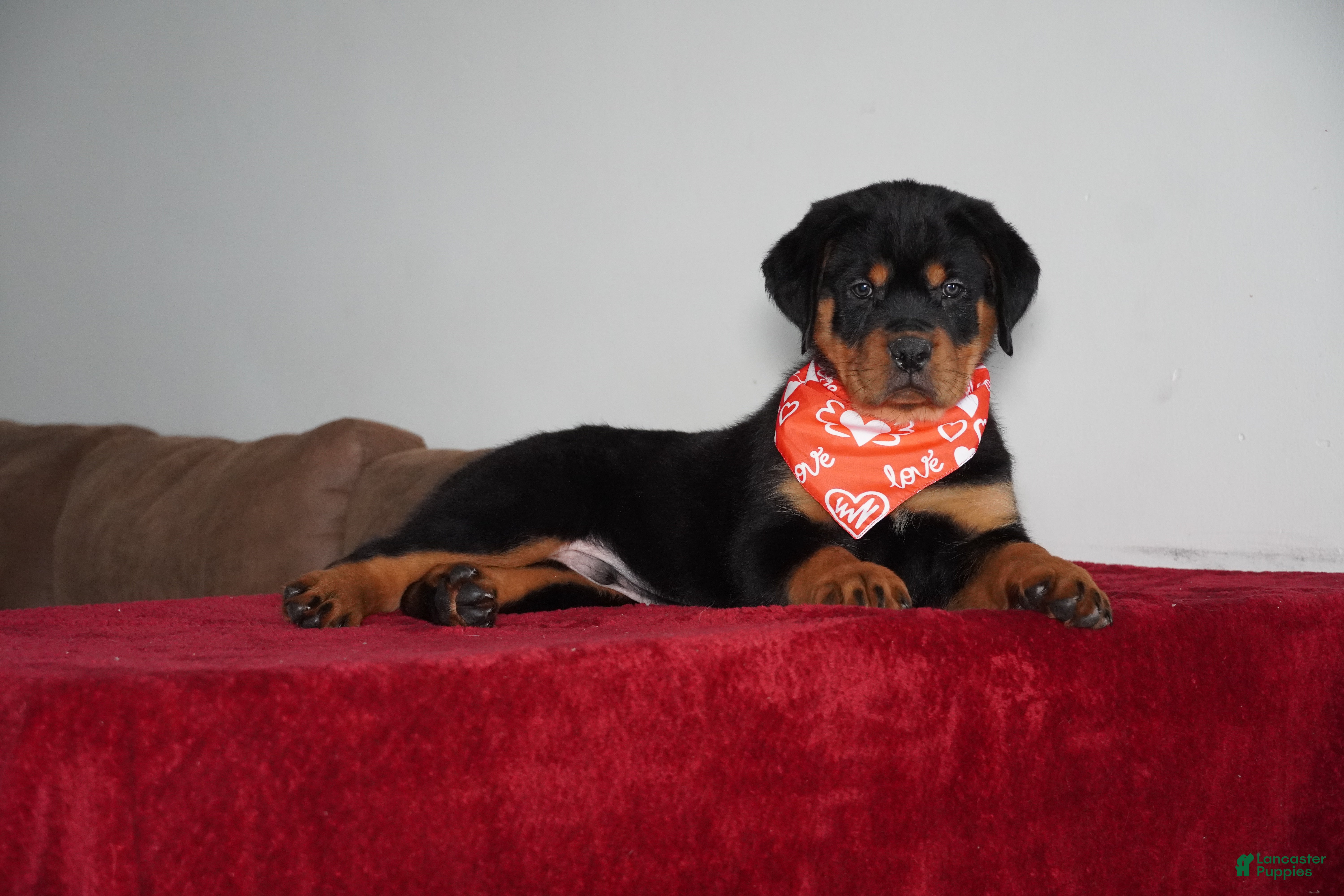 Rottweiler dogs Rocky - Ad 4