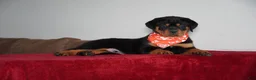 Rottweiler dogs for sale: Rocky - Ad 1