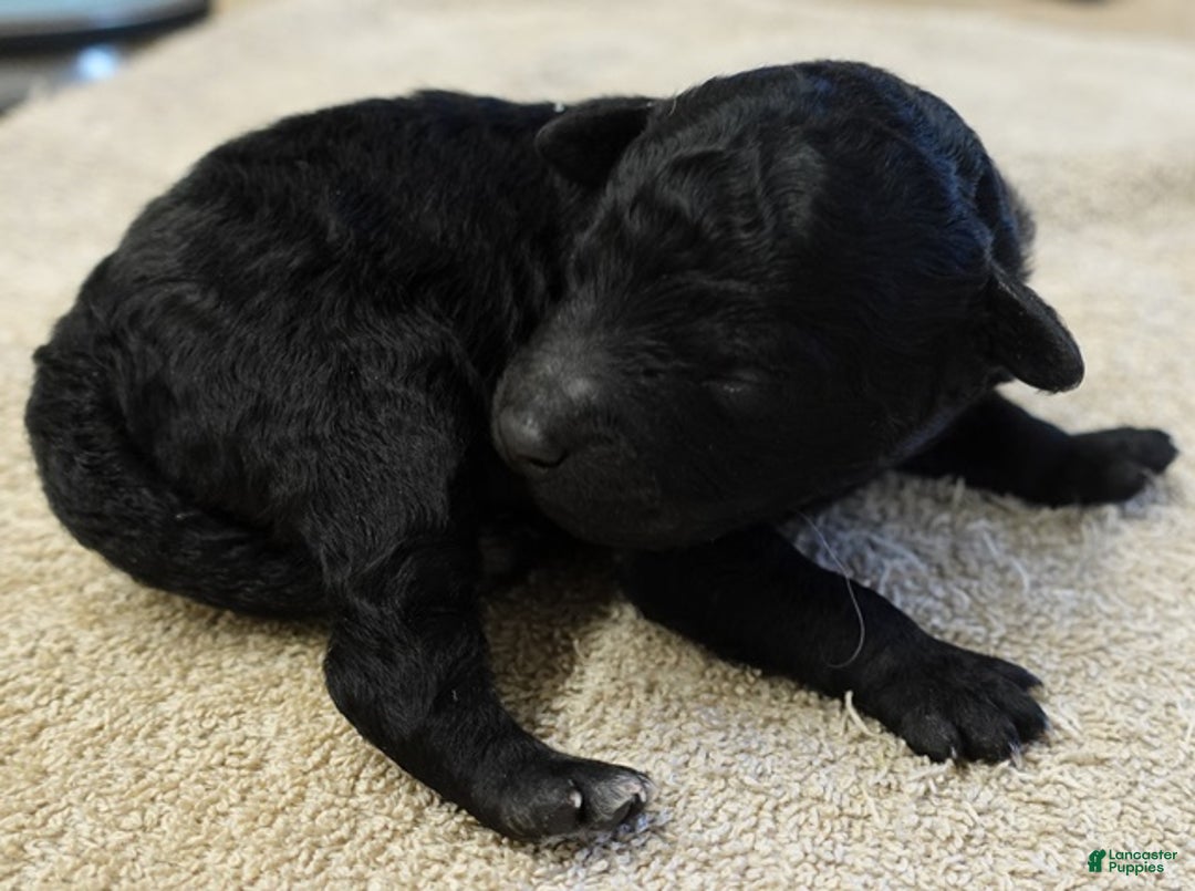 Toy Poodle dogs for sale: Kaida solid black - Ad 3