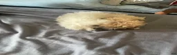 Shihpoo dogs for sale: Shihpoo 1 - Ad 2