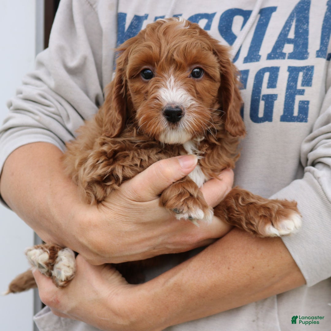 Mini Goldendoodle dogs for sale: Lionel  - Ad 4