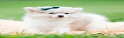 Pomeranian dogs for sale: Lucas - Ad 9