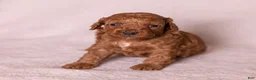 Miniature Poodle dogs for sale: Euphoria  - Ad 10