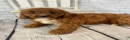 Cavapoo dogs for sale: Tucker - Ad 7