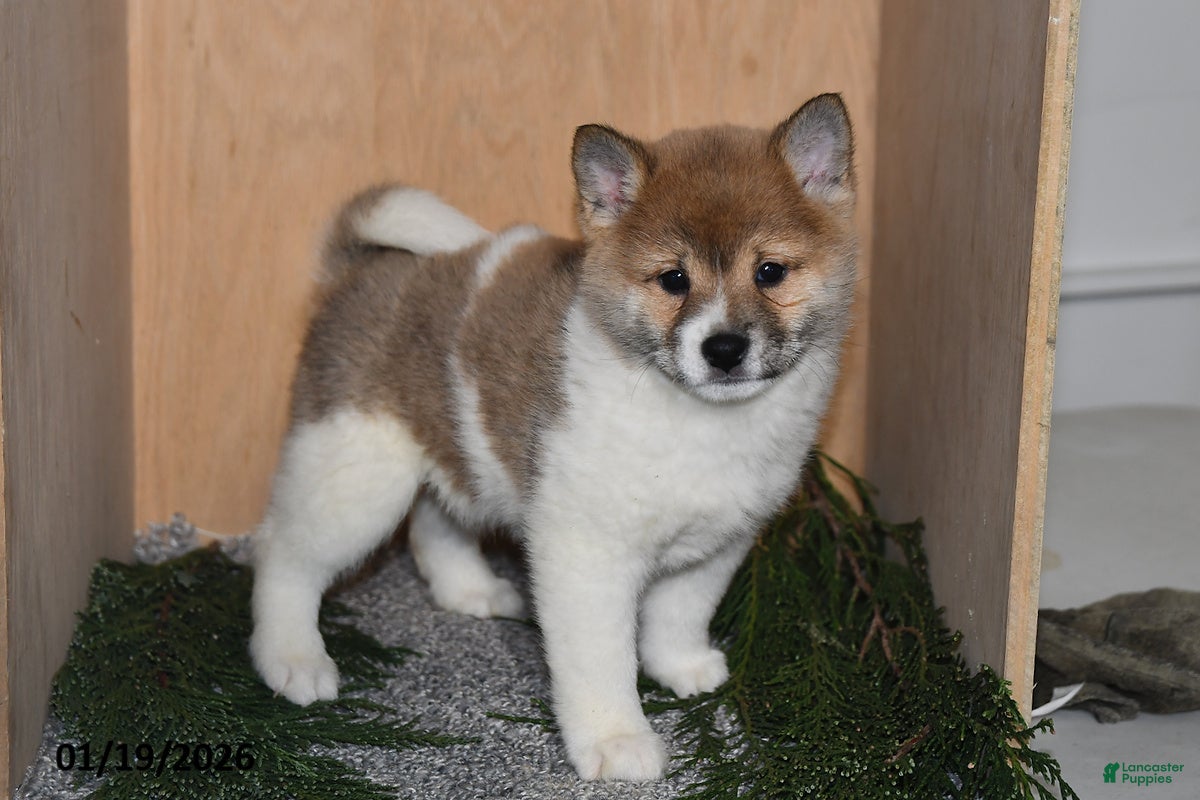 Shiba Inu dogs Jasper - Ad 4