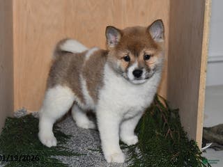 Shiba Inu dogs Jasper - Ad 7
