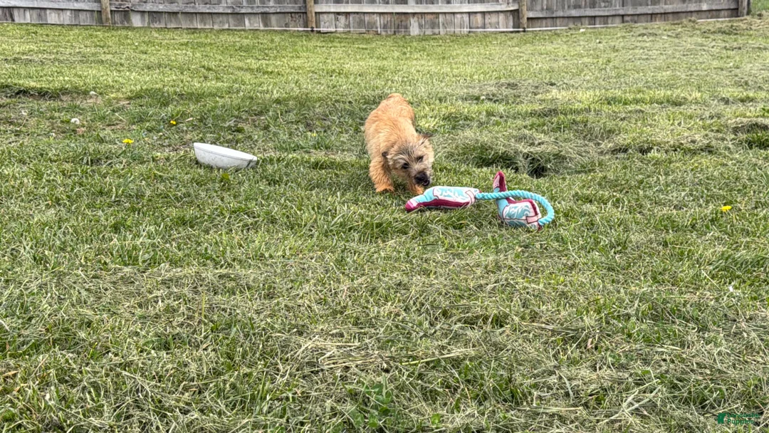 Cairn Terrier dogs for sale: Emma  - Ad 10