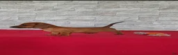 Miniature Dachshund dogs for sale: Stanley - Ad 3