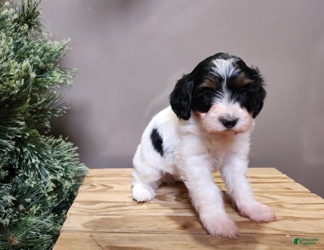 Mini Bernedoodle dogs for sale: Vixon - Ad 17